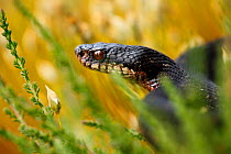 Black Viper / Adder (Vipera berus) head in profile. Black Forest, Germany, June.