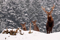 Red Deer (Cervus elaphus) stag and two females in snow-covered woodlands. Black Forest, Germany, January.