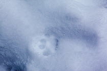 Wildcat (Felis silvestris) footprint in snow. Rhine Valley near Frieburg, Germany, January.