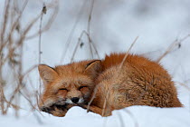 Red Fox (Vulpes vulpes) sleeping in snow. Black Forest, Germany, Europe.
