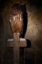 Eagle Owl (Bubo bubo) perched on cross of a gravestone, head turned 180 degrees. Black Forest, Germany, January.