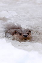 Otter (Lutra lutra) surfacing at a hole in ice. Black Forest, Germany, January.
