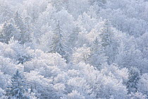 Woodlands coated in thick frost. Black Forest, Germany, January.