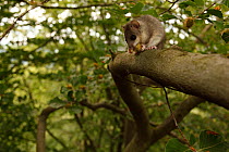 Edible / Fat dormouse (Glis glis) in a beech tree. Black Forest, Germany, June.