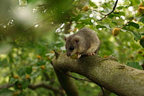 Edible / Fat dormouse (Glis glis) in a beech tree. Black Forest, Germany, June.