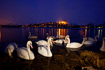 Swans (Cygnus olor) at dusk on the banks of river Rhine. Breisach, Germany, February.