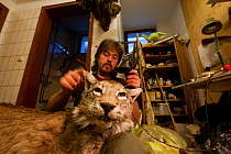 Taxidermist working on mounting a Lynx (Lynx lynx). The specimen was killed on a road. The Black Forest, Germany, February.  Captive.