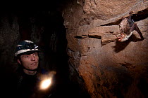 Man in a cave looking at a Greater Mouse-eared Bat (Myotis myotis). Black Forest, Germany, February.
