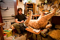 Taxidermist working on mounting a Lynx (Lynx lynx). The specimen was killed on a road. The Black Forest, Germany, February.  Captive.