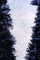 Brambling (Fringilla montifringilla) flocking above trees. Black Forest, Germany, March.