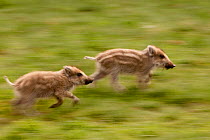 Wild Boar (Sus scrofa) piglets running. Black Forest, Germany, April.