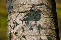 Stockdove (Columba oenas) shadow on the trunk of beech tree. Black Forest, Germany, April.