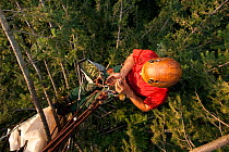 Climber in the canopy of a Douglas Fir tree (Pseudotsuga menziesii) harvesting cones. Black Forest, Germany, August.