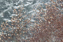 Flock of Bramblings (Fringilla montifringilla) perched in a tree. Black Forest, Germany, March.