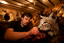 Taxidermist in his studio working on mounting  Lynx (Lynx lynx). Specimen was killed on a road. The Black Forest, Germany, March.  Captive.