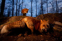 Red Foxes (Vulpes vulpes) in woodland at dusk. Black Forest, Germany, March.