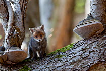 Red Fox (Vulpes vulpes) cub between fungi on a tree. Black Forest, Germany, April.