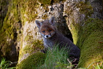 Red Fox (Vulpes vulpes) cub. Black Forest, Germany, Europe, April.