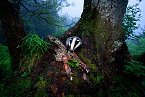 Young Badger (Meles meles) investigating a decomposing skull. The Black Forest, Germany, May.
