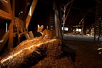 Red Fox (Vulpes vulpes) cub in a barn. Black Forest, Germany, June.