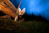 Red Fox (Vulpes vulpes) investigating woodstack at dusk. Black Forest, Germany, June.