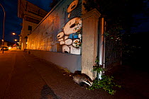 Urban Badger (Meles meles) on a town street. Freiburg im Breisgau, Germany, June.