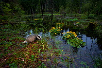 Badger (Meles meles)  in flooded area of forest. The Black Forest, Germany, May.