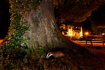 Badger (Meles meles) foraging by a tree near buildings. Freiburg im Breisgau, Germany, May.