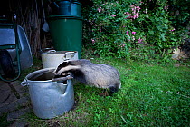 Badger (Meles meles) drinking water from a garden bucket. Freiburg im Breisgau, Germany, June.