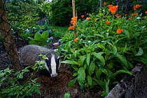 Badger (Meles meles)  in  garden. Black Forest, Germany, June.