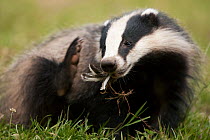 Badger (Meles meles) with feathers in its mouth. The Black Forest, Germany, June.