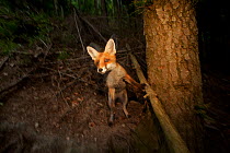 Red Fox (Vulpes vulpes) portrait. Black Forest, Germany, July.