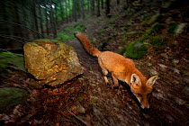 Red Fox (Vulpes vulpes) walking through in pinewood. Black Forest, Germany, July.