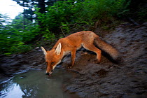 Red Fox (Vulpes vulpes) drinking from a puddle. Black Forest, Germany, July.