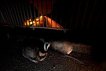 Badger (Meles meles) investigating a dead badger on a road bridge. Black Forest, Germany, May.