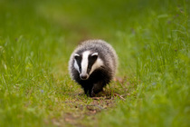 Badger (Meles meles) on path. The Black Forest, Germany, May.