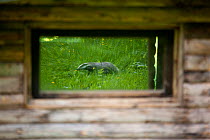 Badger (Meles meles) seen reflected in a window. Black Forest, Germany, May.