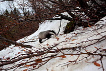 Badger (Meles meles) foraging in snow. The Black Forest, Germany, May.