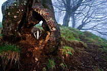Badger (Meles meles) in a hollow tree stump. The Black Forest, Germany, May.