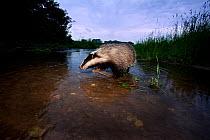 Badger (Meles meles) crossing a shallow stream. The Black Forest, Germany, May.
