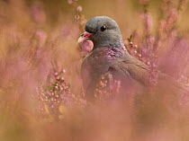 Stock Dove (Columba oenas) in a field. Black Forest, Germany, May.