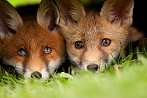 Portrait of two young Red Foxes (Vulpes vulpes). Black Forest, Germany, July.