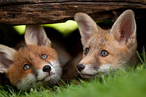 Portraits of two young Red Foxes (Vulpes vulpes). Black Forest, Germany, May.