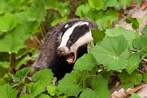Badger (Meles meles) showing a frightened expression. The Black Forest, Germany, June.