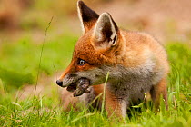 Red Fox (Vulpes vulpes) cub with mouse prey. Black Forest, Germany, June.