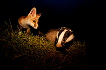 Red Fox (Vulpes vulpes) cub and Badger (Meles meles) at night. The Black Forest, Black Forest, Germany, June.