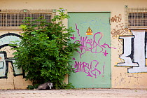 Badger (Meles meles) on a city street. Freiburg im Breisgau, Germany, June.
