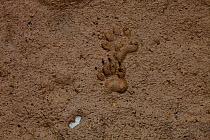 Badger (Meles meles) footprints in sand. Black Forest, Germany, June.