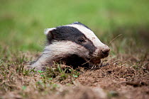 Badger (Meles meles) poking its head out of a hole on grass. The Black Forest, Germany, July.