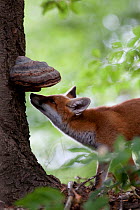 Red Fox (Vulpes vulpes) sniffing bracket fungus on a tree. Black Forest, Germany, July.